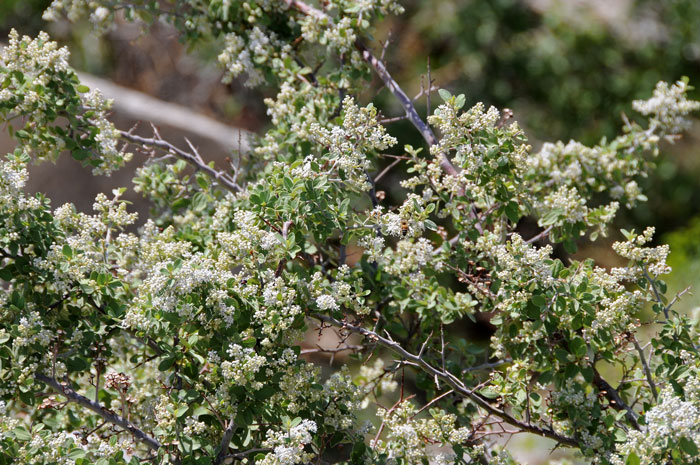 Ceanothus fendleri, Fendler's Ceanothus